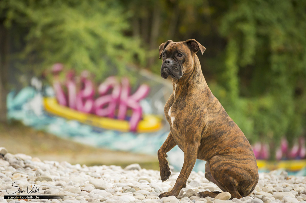 Fotoshooting mit Boxer Pacco | Hundefotografie München | Sarah Koutnik Fotografie