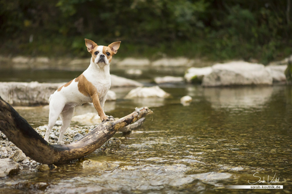 Fotoshooting mit französischer Bulldogge Penny | Hundefotografie München | Sarah Koutnik Fotografie