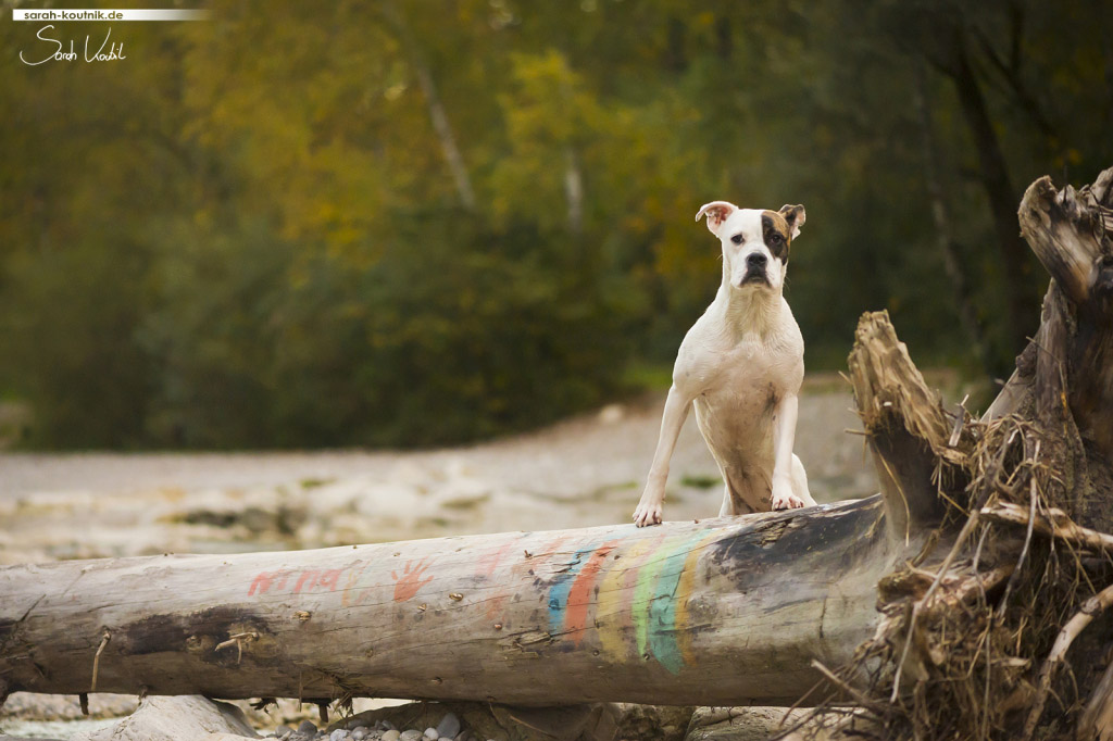 Fotoshooting mit Hündin Sue im Herbst am Flaucher | Stammmodel | Sarah Koutnik Fotografie | Hundefotografie München