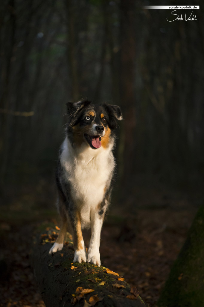 Hundefotoshooting mit Australian Shepherd Toffee im Herbst | Hundefotografie München