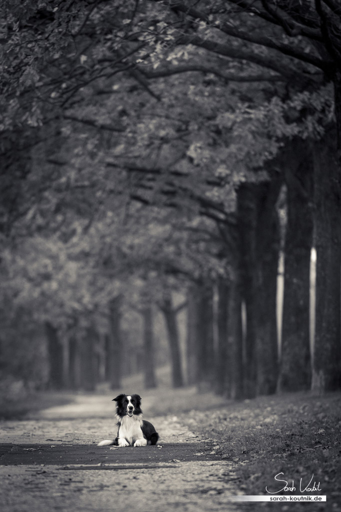 Border Collie Hündin Fame Fotoshooting im Herbst | schwarz weiß | Hundefotografie München