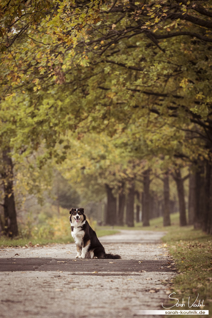 Portrait von Australian Shepherd Hündin Yoki | Sarah Koutnik Fotografie | Hundefotografie München