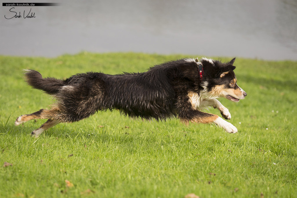 Actionfoto von Australian Shepherd Hündin Yoki | Sarah Koutnik Fotografie | Hundefotografie München