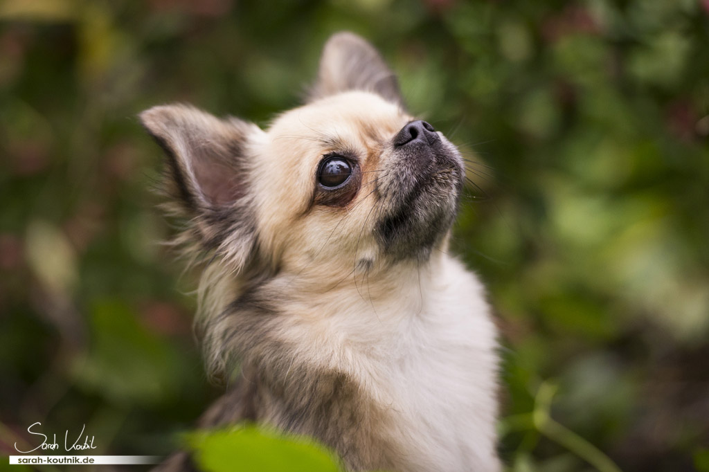 Portrait von Chihuahua Gismo | Hundefotografie München | Sarah Koutnik Fotografie