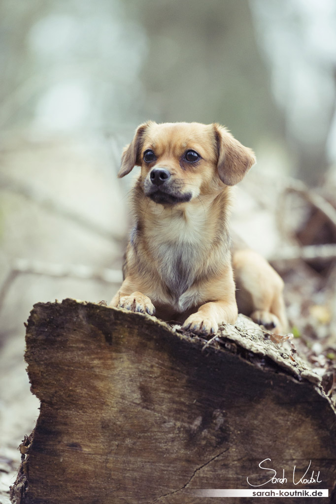 Portrait von Mischling Noél | Hundefotografie München | Sarah Koutnik Fotografie