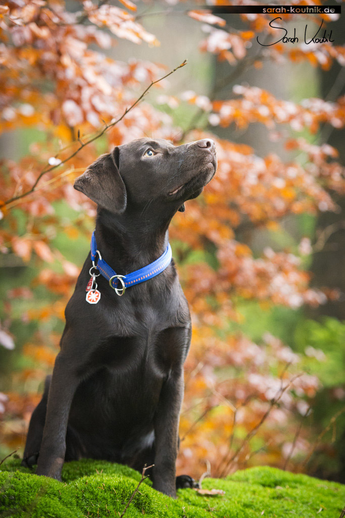 brauner Labrador | Welpe | Hundefotografie München
