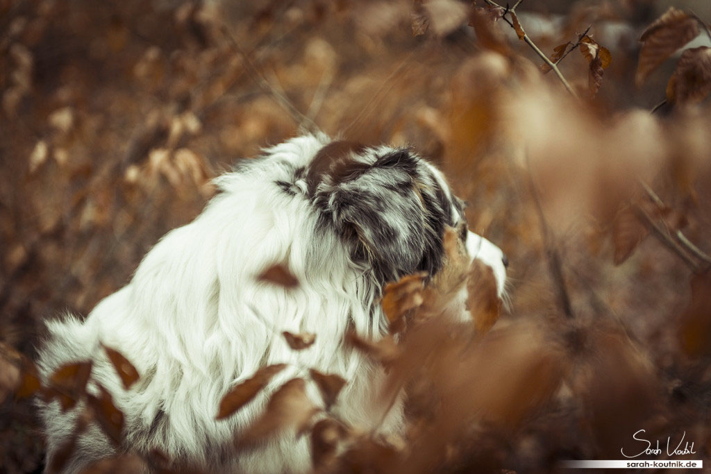 Experimentelles Hunde Fotoshooting mit Australian Shepherd Hündin Maya | Hundefotografie München