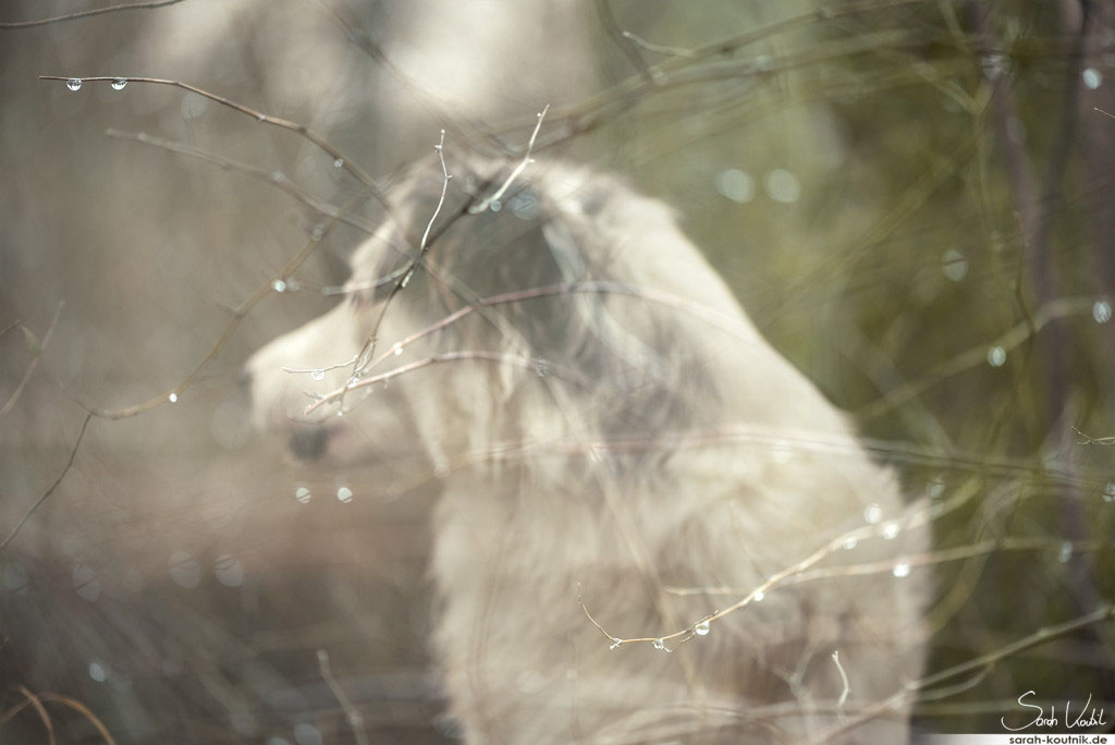 Experimentelles Hunde Fotoshooting mit Australian Shepherd Hündin Maya | Hundefotografie München