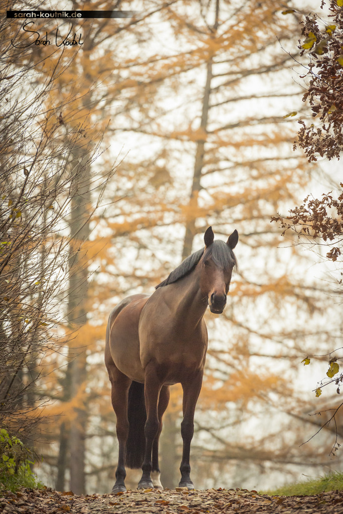 braune Warmblutstute Giulia beim Pferdefotoshooting im Herbst | Pferdefotografie München