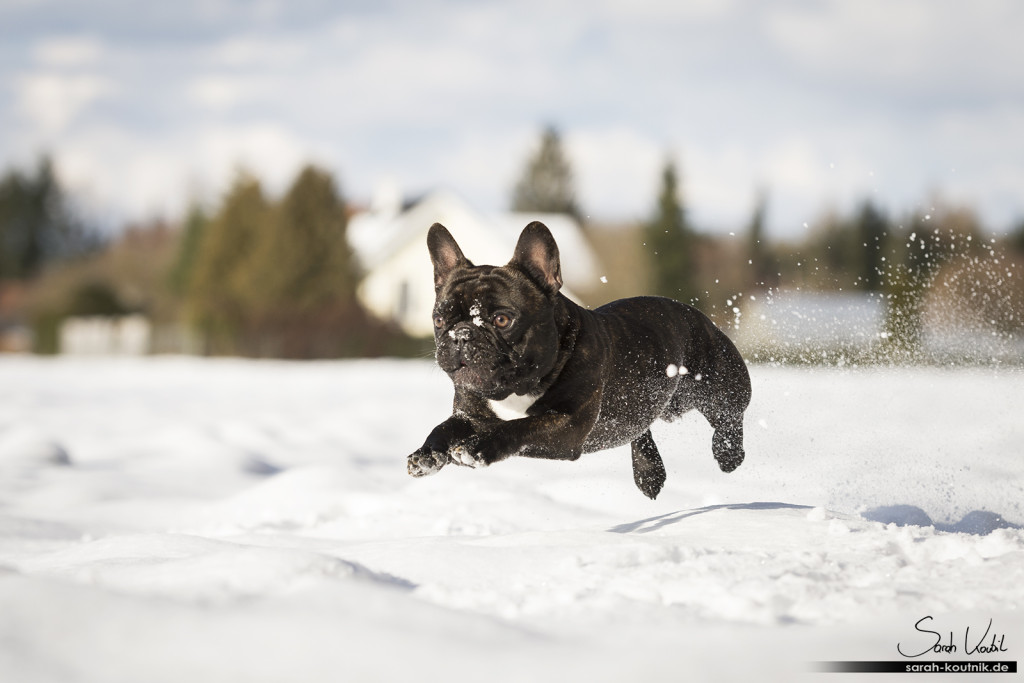 Französische Bulldogge Elvis beim Hundefotoshooting im Schnee | Hundefotografie München