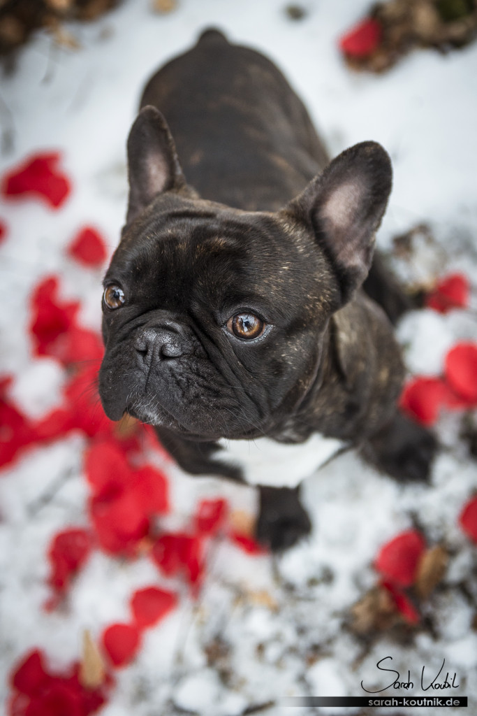 Französische Bulldogge Elvis beim Hundefotoshooting für Valentinstag | Hundefotografie München