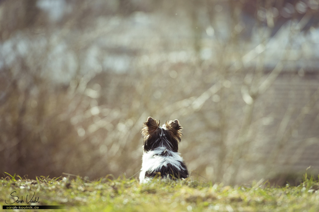 Havaneser Welpe Eila beim Fotoshooting im Frühjahr | Hundefotografie München