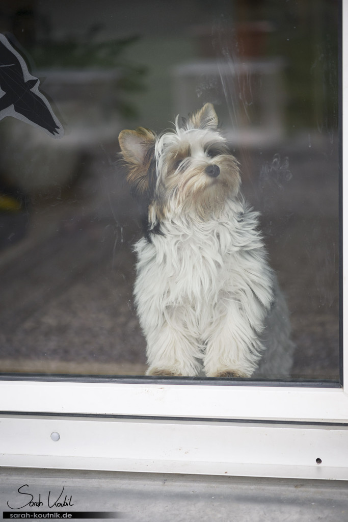 Havaneser Welpe Eila beim Fotoshooting im Frühjahr | Hundefotografie München