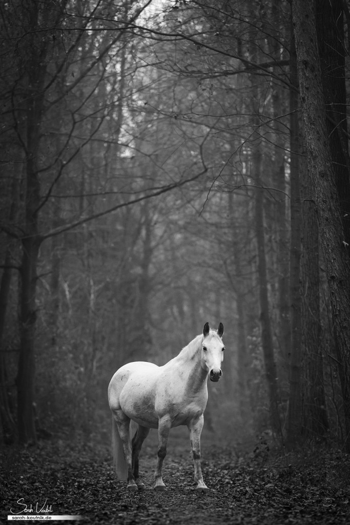 Schimmel Finn beim Pferdefotoshooting im Wald mit Nebel | Pferdefotografie München