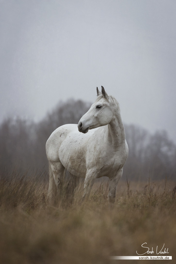 Schimmel Finn beim Pferdefotoshooting im Nebel | Pferdefotografie München