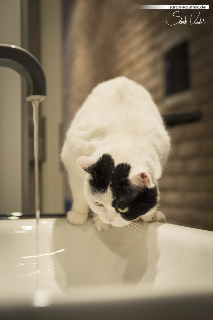 schwarz weiße Katze Mila am Waschbecken | Katzenfotografie München