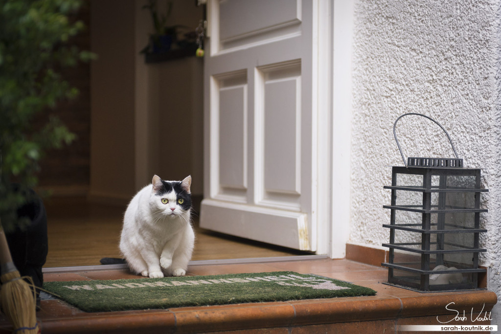 schwarz weiße Katze Mila bewacht die Tür | Katzenfotografie München