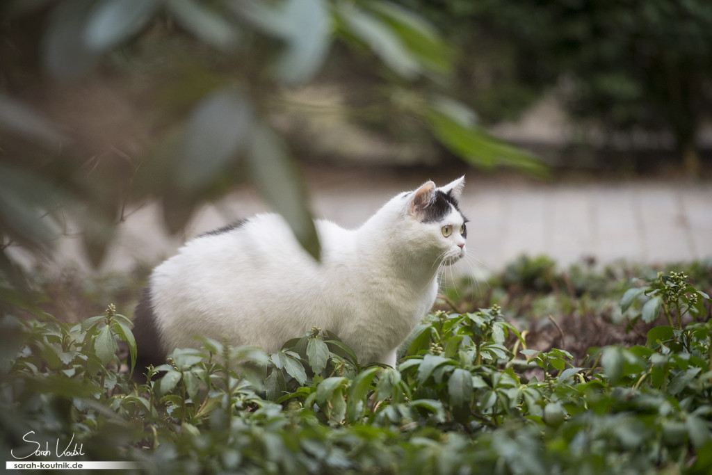 schwarz weiße Katze Mila auf der Jagd | Katzenfotografie München