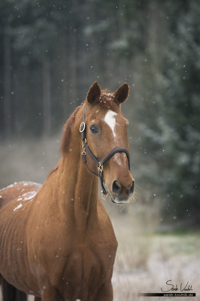 einäugiges Pferd Goldstern im Schneegewitter | Pferdefotografie München
