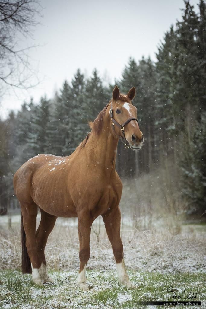 einäugiges Pferd Goldstern im Schneegewitter | Pferdefotografie München