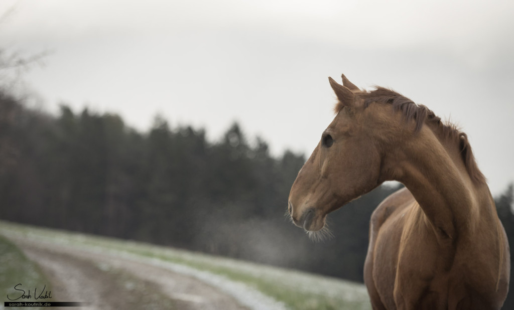 einäugiges Pferd Goldstern | Pferdefotografie München