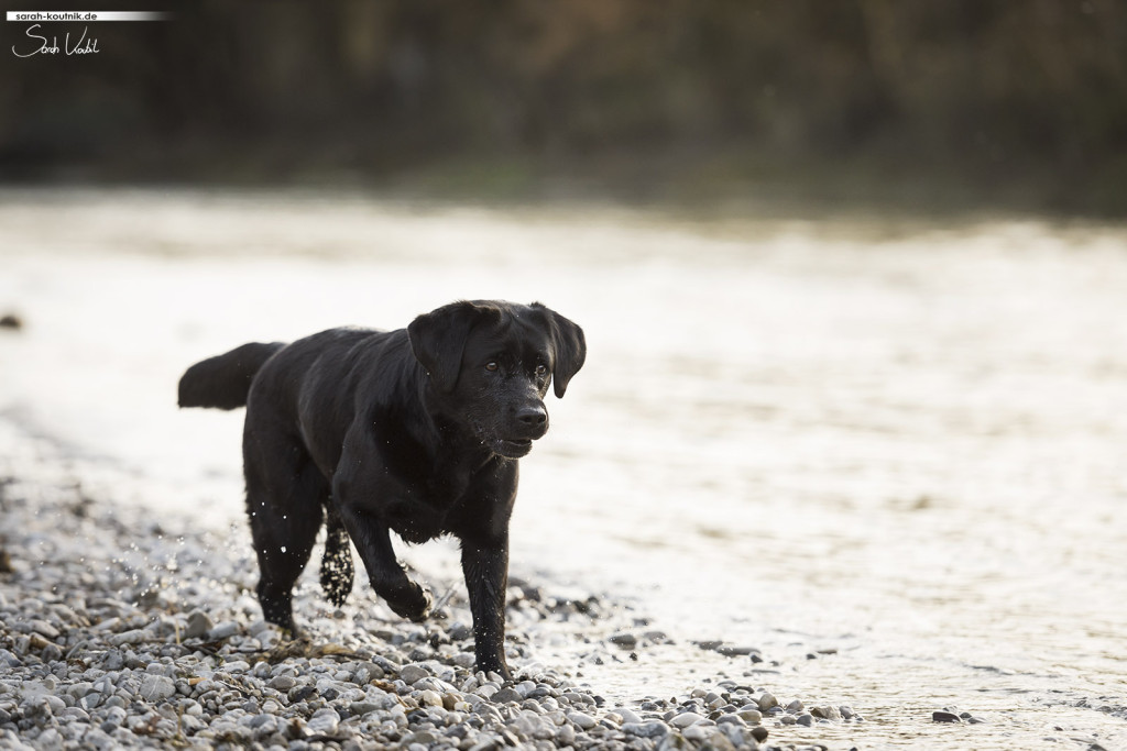 schwarze Labrador Hündin Amy im Wasser | Hundefotografie München