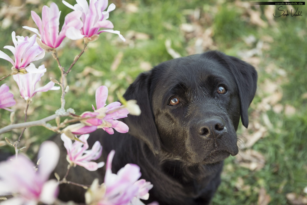 schwarze Labrador Hündin Amy zwischen Magnolien | Hundefotografie München