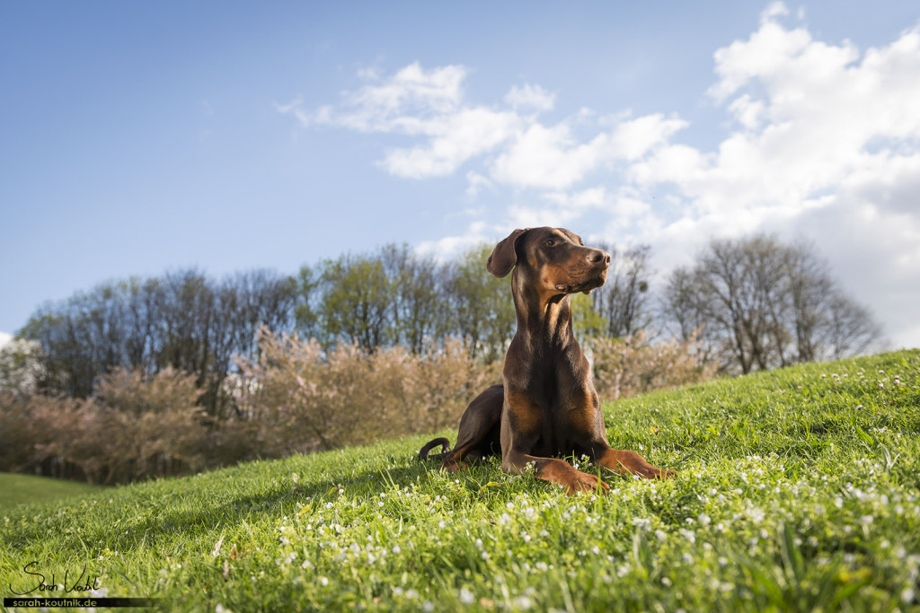 Dobermann Hündin Bounty vor Kirschblüten | Hundefotografie München