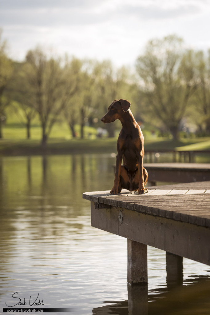 Dobermann Hündin Bounty auf dem Steg | Hundefotografie München