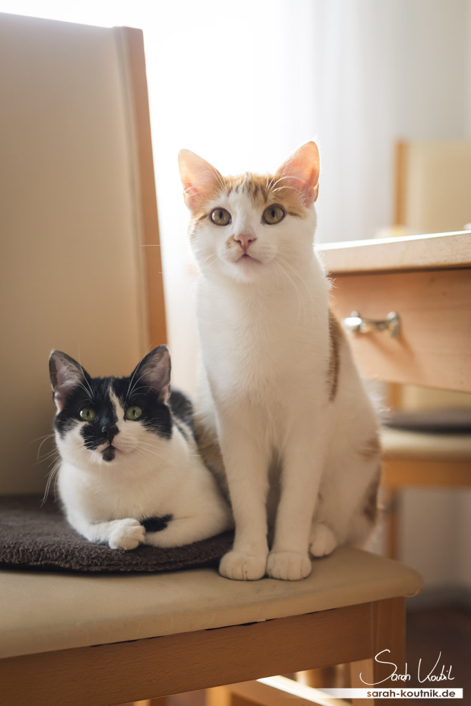 Hauskatzen Kätzchen Mia und Filou | Katzenfotografie München