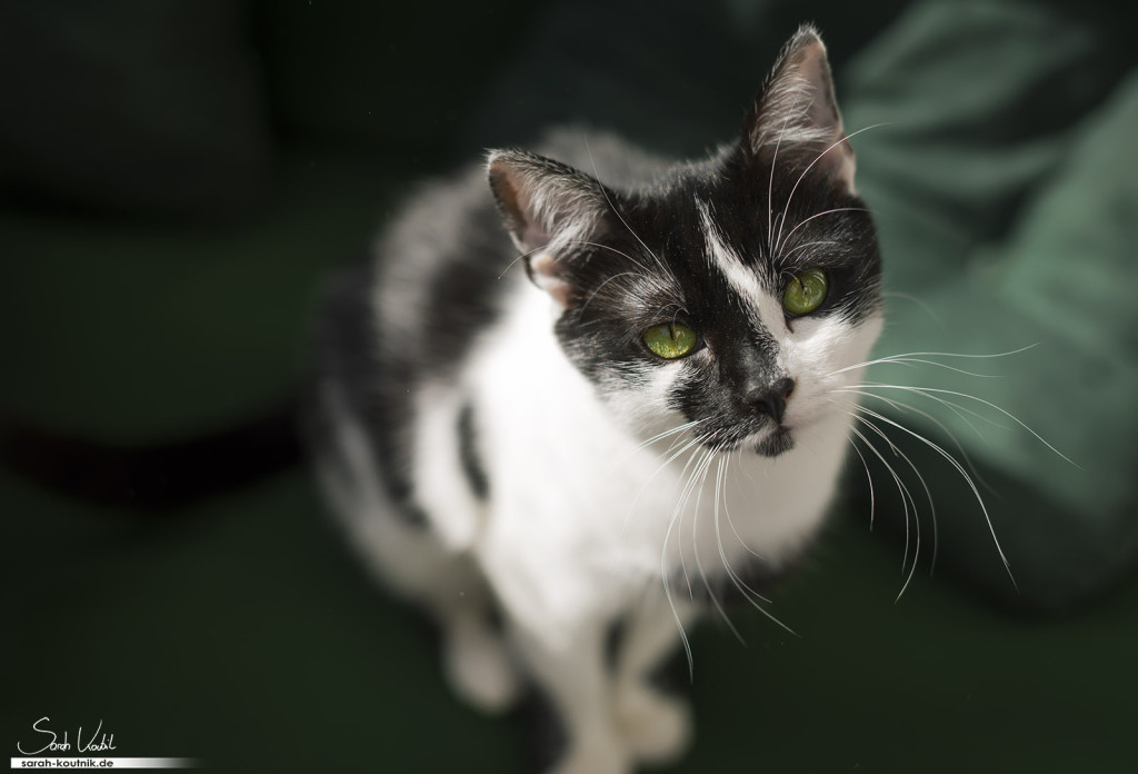 schwarz weiße Hauskatze Mia | grüne Augen | Hauskatzen Kätzchen Mia und Filou | Katzenfotografie München
