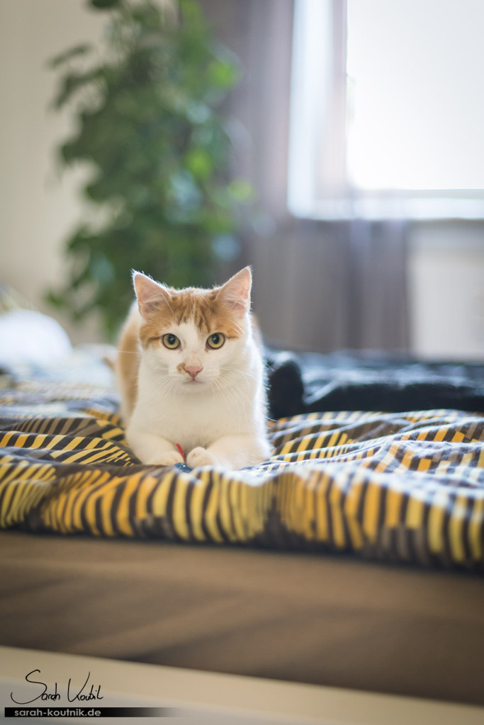 roter Hauskater Filou | Hauskatzen Kätzchen Mia und Filou | Katzenfotografie München