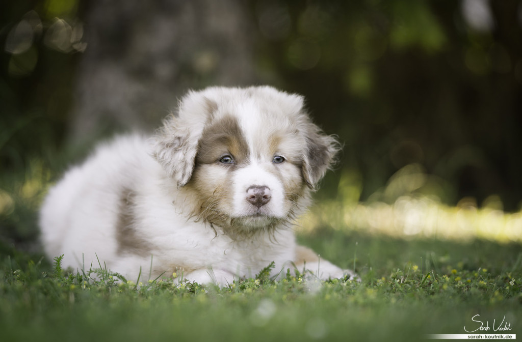 Australian Shepherd Welpe Ayasha liegt im Gras | Hundefotografie München | Australian Shepherd Welpen
