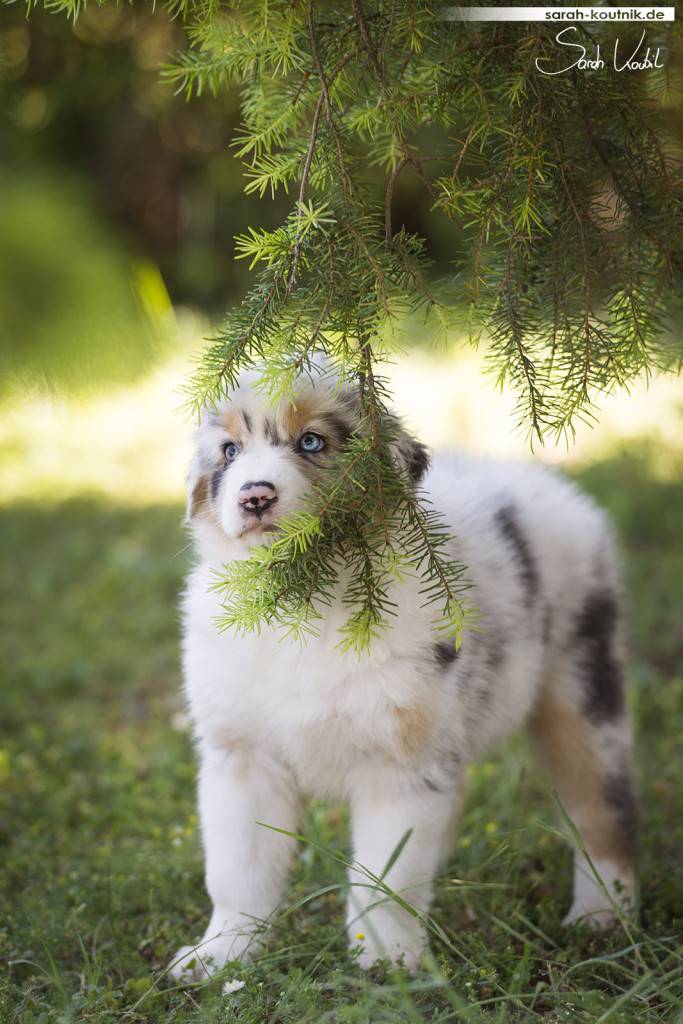 Australian Shepherd Welpe Anahi mit Tannenzweig | Hundefotografie München | Australian Shepherd Welpen