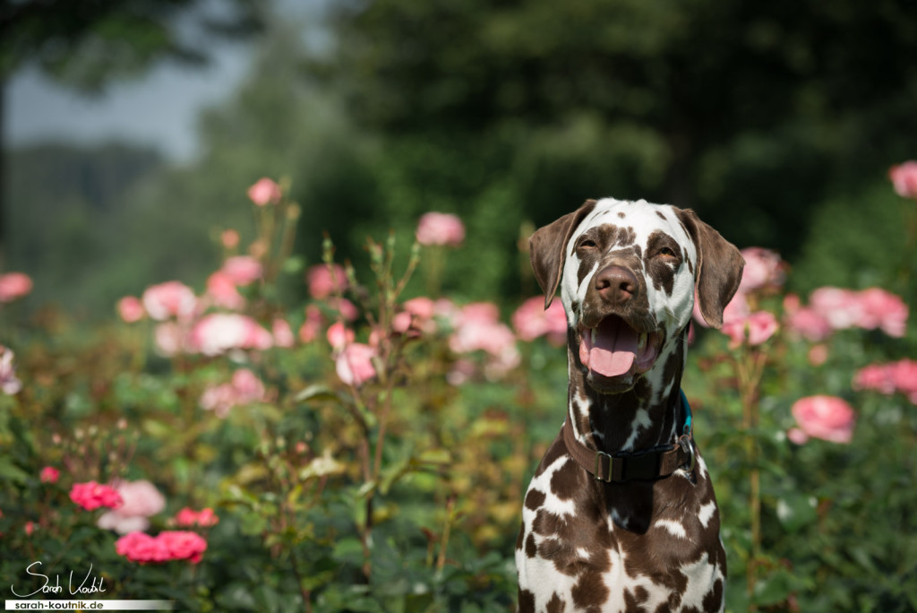 brauner Dalmatiner Bentley | Portrait vor Rosen | Hundefotografie München