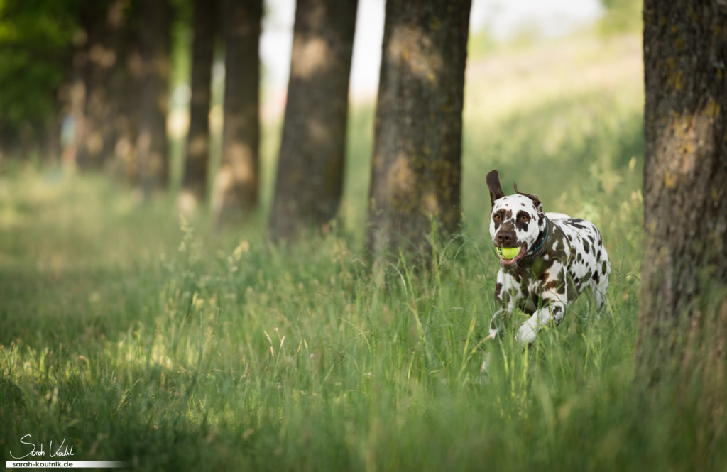 brauner Dalmatiner Bentley | Actionfoto, Laufbild | Hundefotografie München