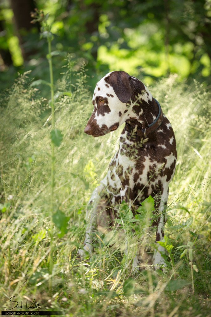 brauner Dalmatiner Bentley | Portrait im hohen Gras | Hundefotografie München