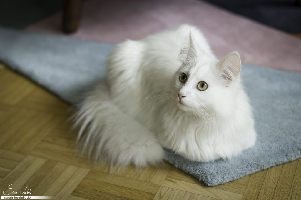Weißer Norwegischer Waldkater Henry | Portrait auf Teppich| Katzenfotografie München