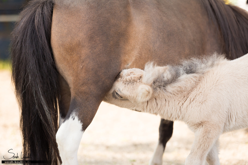 Falbe Minishetty Fohlen Stute säuft bei der Mutterstute | Pferdefotografie München