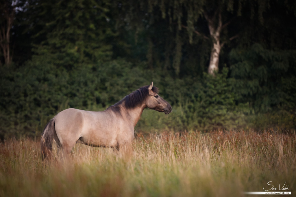 Dülmener Wildpferd Sunny | Pferdefotoshooting bei Sonnenaufgang | Pferdefotografie München