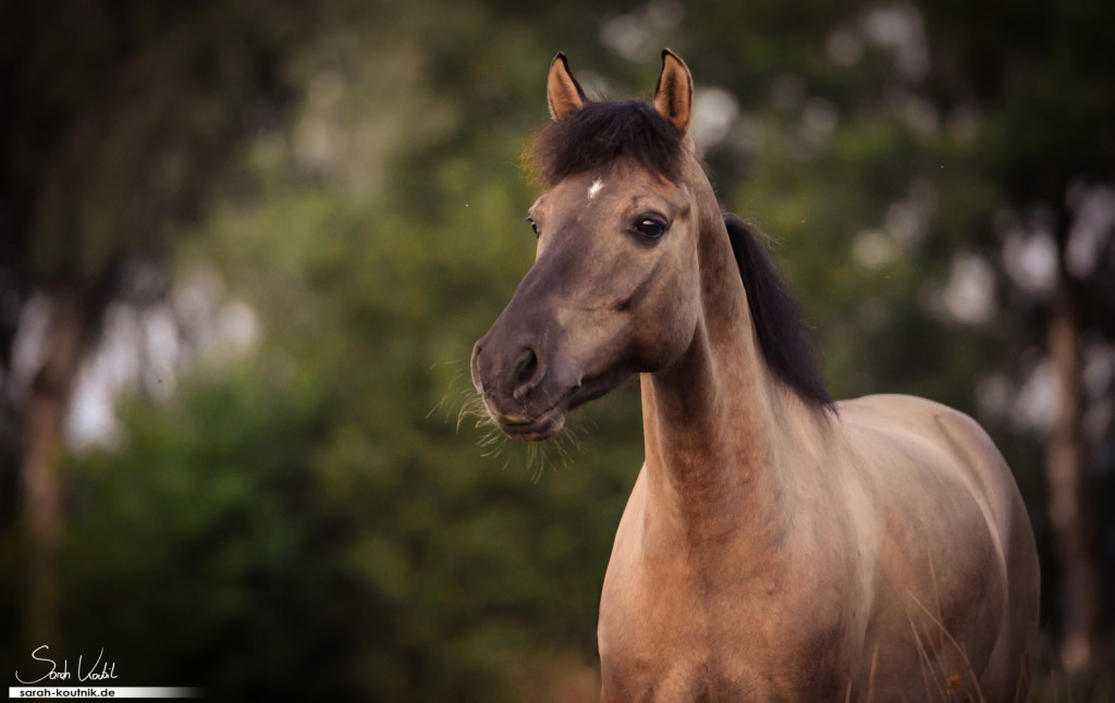Dülmener Wildpferd Sunny, Pferdefotoshooting, Portrait Morgensonne | Pferdefotgrafie München