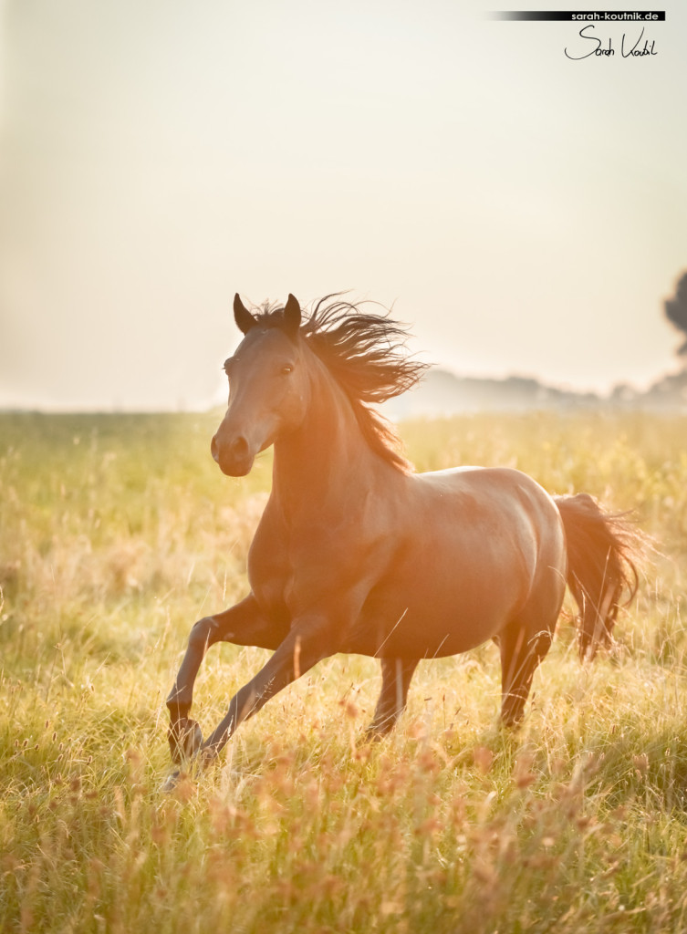Schwarze Ponystute Viola, Pferdefotoshooting bei Sonnenaufgang, Galopp im Gegenlicht | Pferdefotografie München
