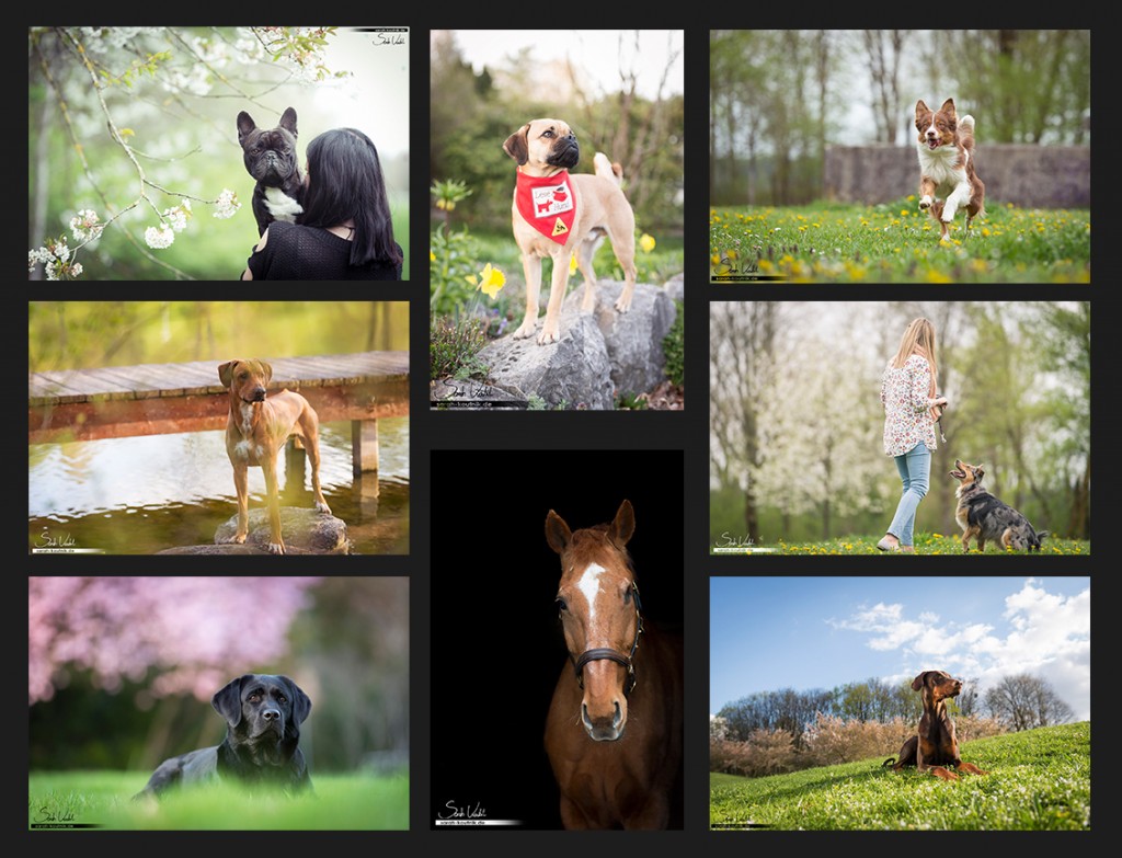 Jahresrückblick 2015 April | Hundefotografie | Pferdefotografie München