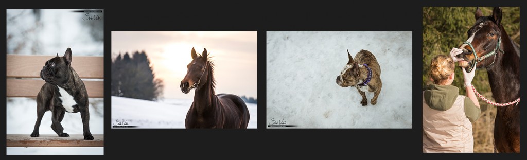Jahresrückblick 2015 Februar | Hundefotografie | Pferdefotografie München