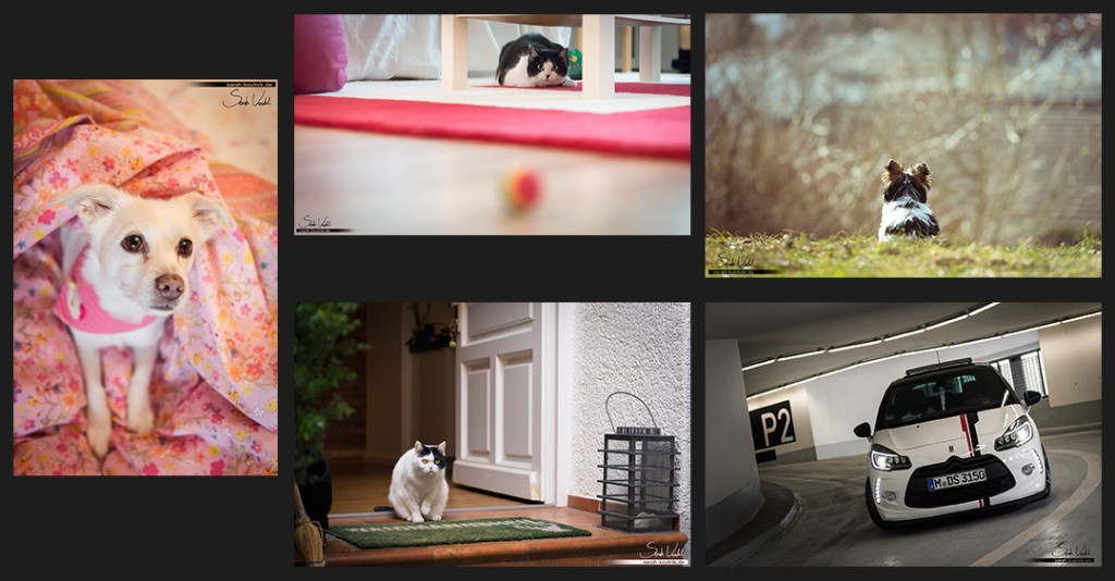 Jahresrückblick 2015 Maerz | Hundefotografie | Pferdefotografie | Katzenfotografie | Autofotografie  München
