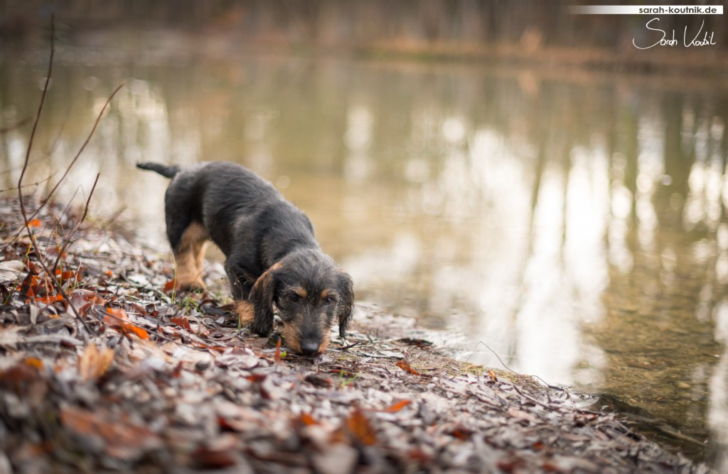 Dackel Käthe | Hundefotografie München | Gewinnspiel Fotoshooting | Sarah Koutnik Fotografie