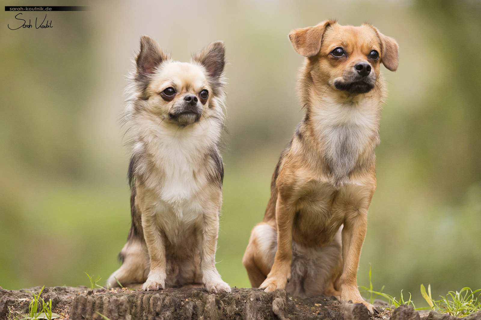 Portrait von Chihuahua Gismo und Mischling Noél | Hundefotografie München | Sarah Koutnik Fotografie
