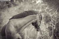 Titelbild Einfach bessere Fotos machen | Gratis Fotokurs | Pferdefotografie | Blogkurs | Sarah Koutnik Fotografie | München