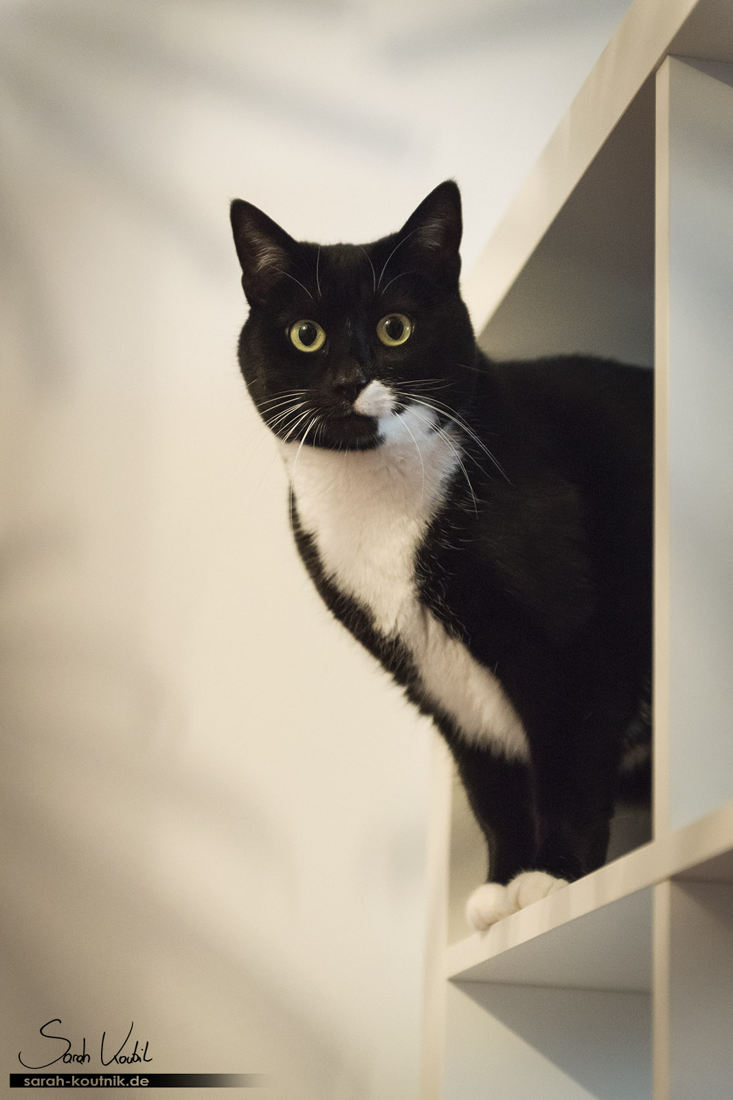 schwarz weiße Hauskatze Lucy auf Bücherregal | Katzenfotografie München