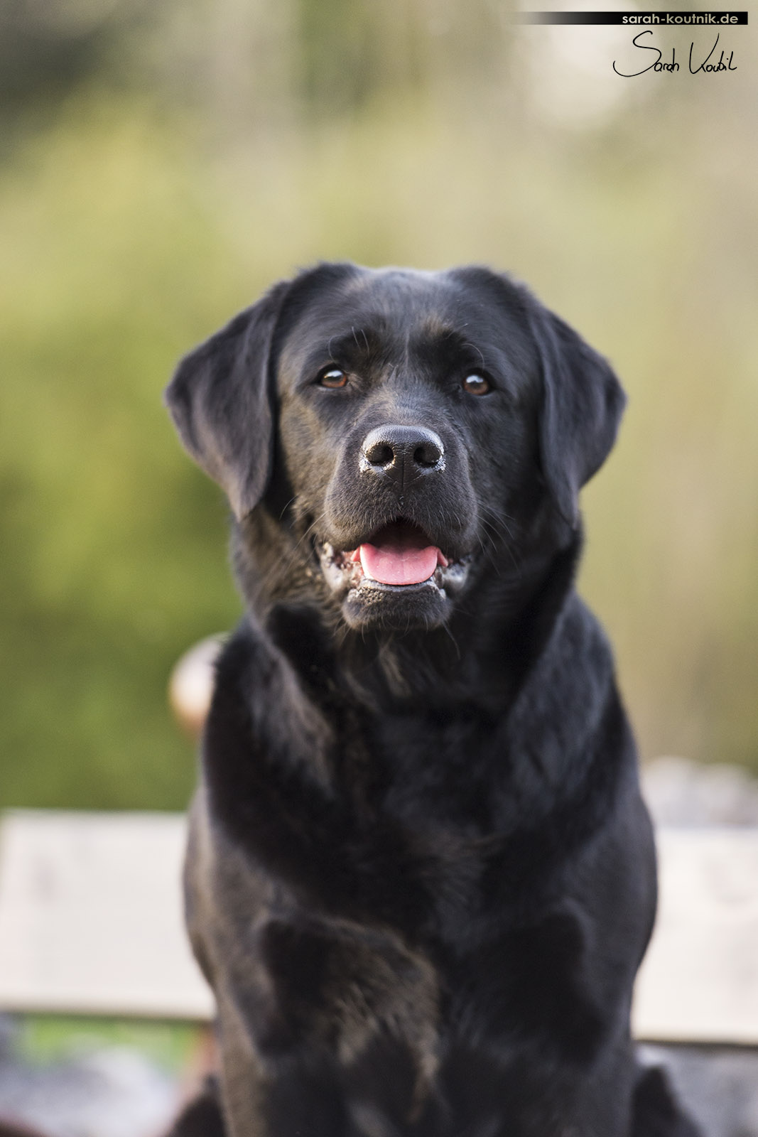 Portrait der schwarzen Labrador Hündin Amy | Hundefotografie München